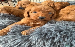 Cockapoo dogs for sale: Beautiful fox red cockapoo - Image 1