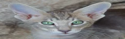 Siamese cats for sale: Stunning GCCF Siamese & Oriental Kittens - Advert 24