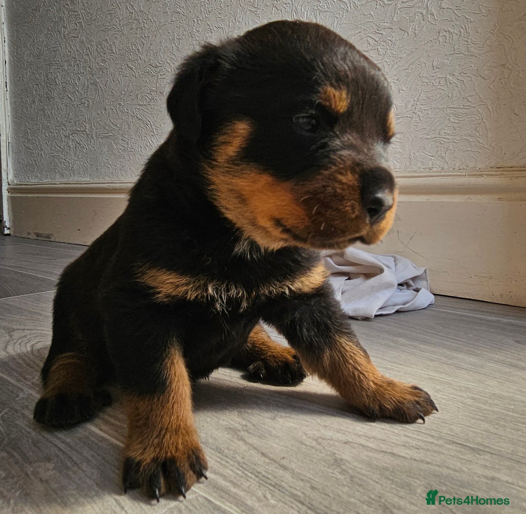 Rottweiler dogs for sale: Absolutely gorgeous rottweiler puppies - Image 8