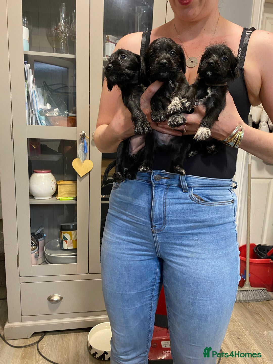 Mixed Breed dogs for sale: Schnauzer mixed breed  - Image 3