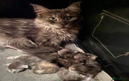 Maine Coon cats for sale: Beautiful retired girls  - Image 7