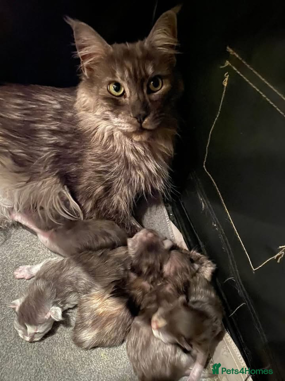 Maine Coon cats for sale: Beautiful retired girls  - Image 7