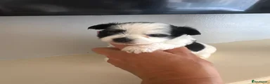 Chorkie 3