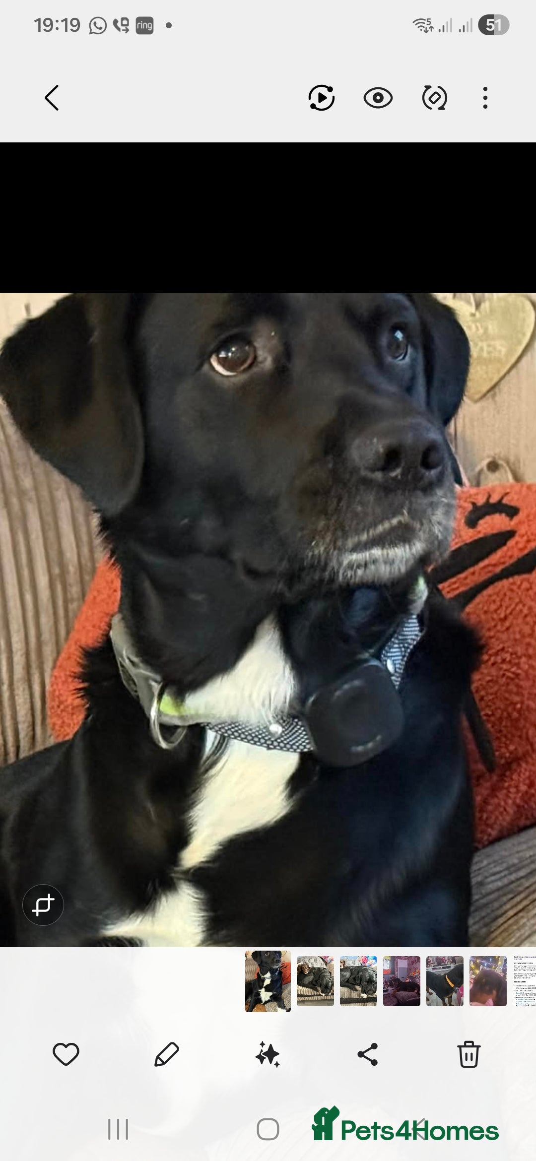 Springador dogs For sale 6yr old male springador  - Advert 1