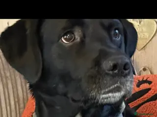 Springador dogs For sale 6yr old male springador - Advert 6