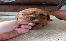 Cavalier King Charles Spaniel dogs for sale: 2 Stunning Girls - Image 4