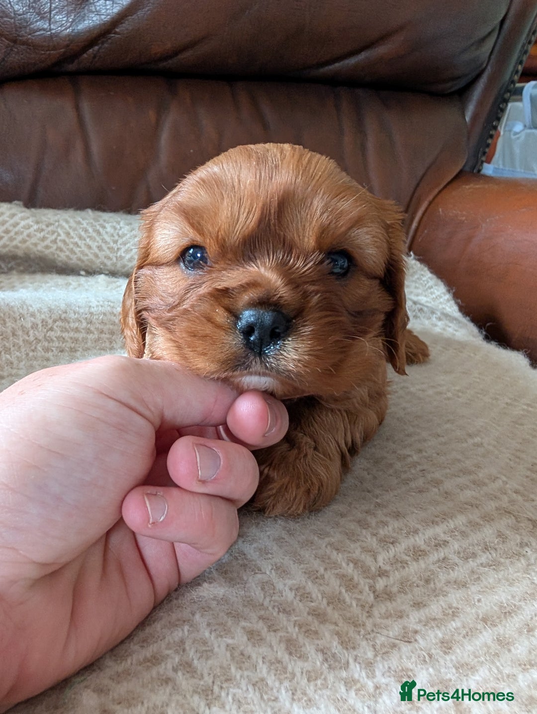 Cavalier King Charles Spaniel dogs for sale: 2 Stunning Girls - Image 4