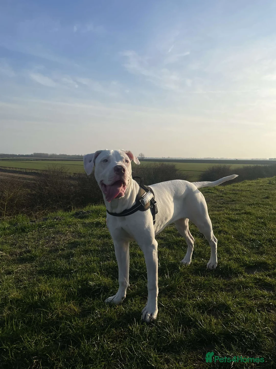 Mixed Breed dogs for sale: Dolly  - Advert 1