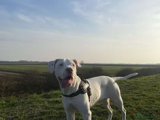 Mixed Breed dogs Dolly - Advert 5