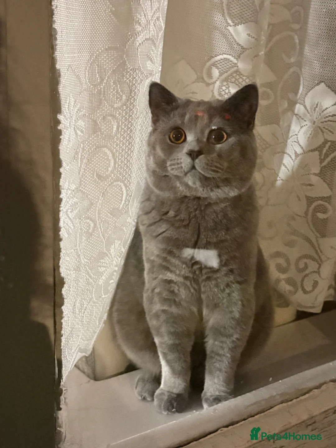 British Shorthair cats for sale: British shorthair cat for sale  - Advert 2