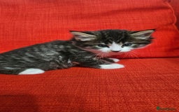 Domestic Shorthair cats for sale: Male and female  - Image 20
