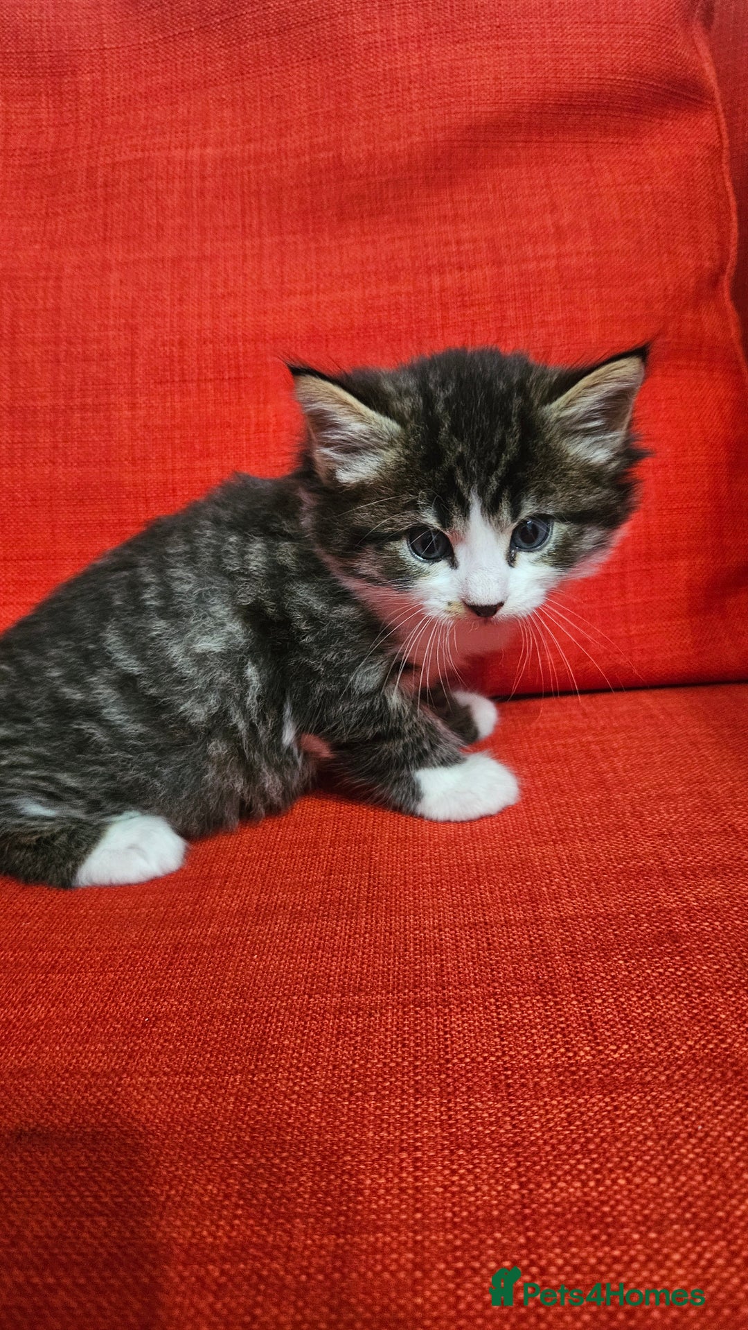 Domestic Shorthair cats for sale: Male and female  - Image 20