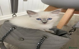 Ragdoll cats for sale: Ragdoll kittens ready now  - Image 1