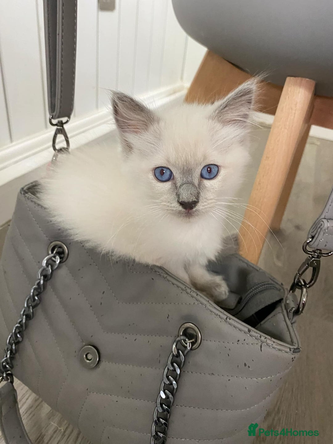 Ragdoll cats for sale: Ragdoll kittens ready now  - Image 1