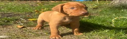 Hungarian Vizsla dogs for sale: TRUE HUNGARIAN VIZSLA PUPPIES  - Advert 11