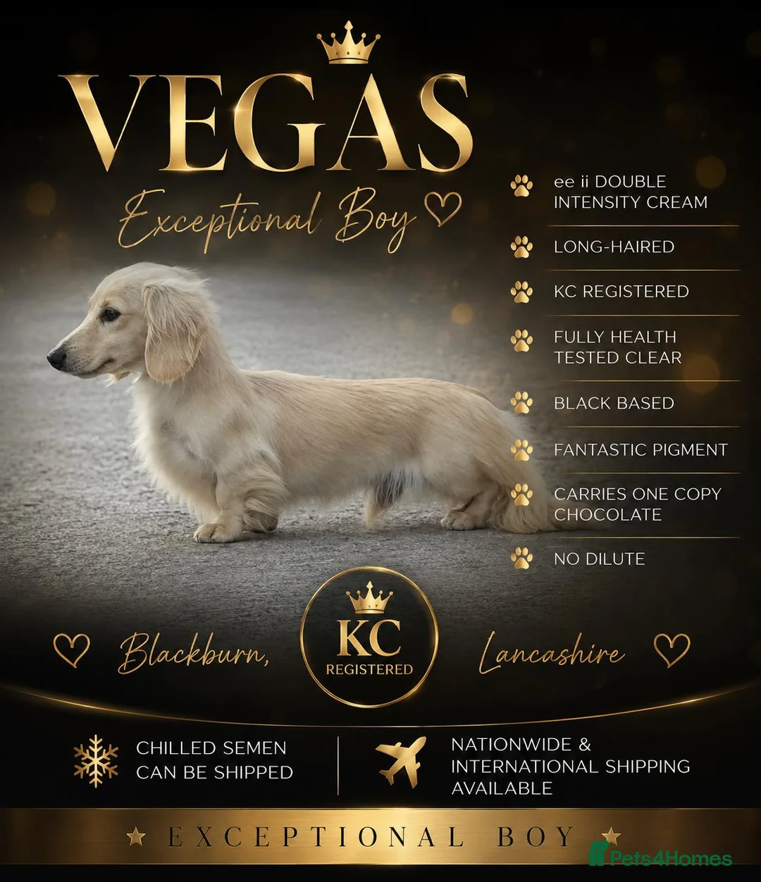 Miniature Dachshund dogs for stud: Outstanding cream long-haired miniature Dachshund  - Advert 1