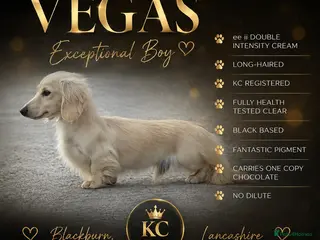 Miniature Dachshund dogs Outstanding cream long-haired miniature Dachshund - Advert 1