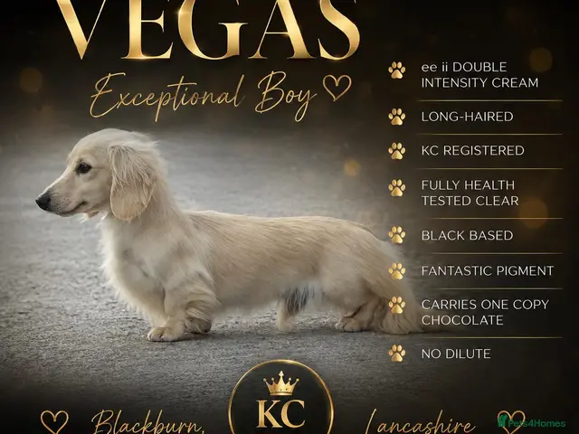 Miniature Dachshund dogs for stud: Outstanding cream long-haired miniature Dachshund - Advert 1