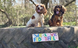 Cocker Spaniel dogs for stud: * Proven* cocker spaniel stud - Image 3