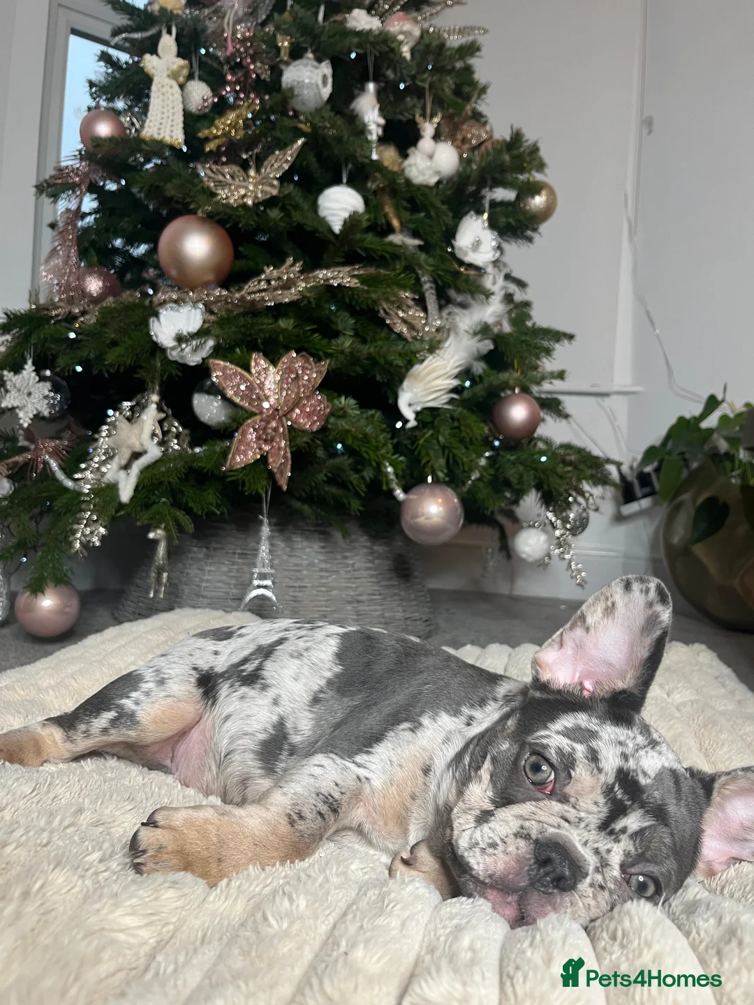 French Bulldog dogs for sale: x1 GIRL LEFT! RARE PURE BLUE MERLE TAN PUPPIES  - Advert 3