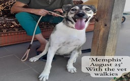 Mixed Breed dogs for adoption: Memphis, 1 yr approx. Available for adoption. - Image 2