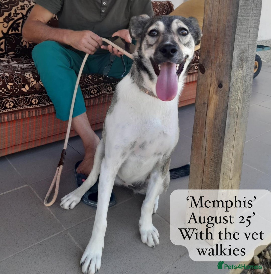 Mixed Breed dogs for adoption: Memphis, 1 yr approx. Available for adoption. - Image 2
