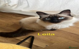 Ragdoll cats for sale:  Rehoming Ragdoll Cats. Indoor Homes Onlyz  - Image 3