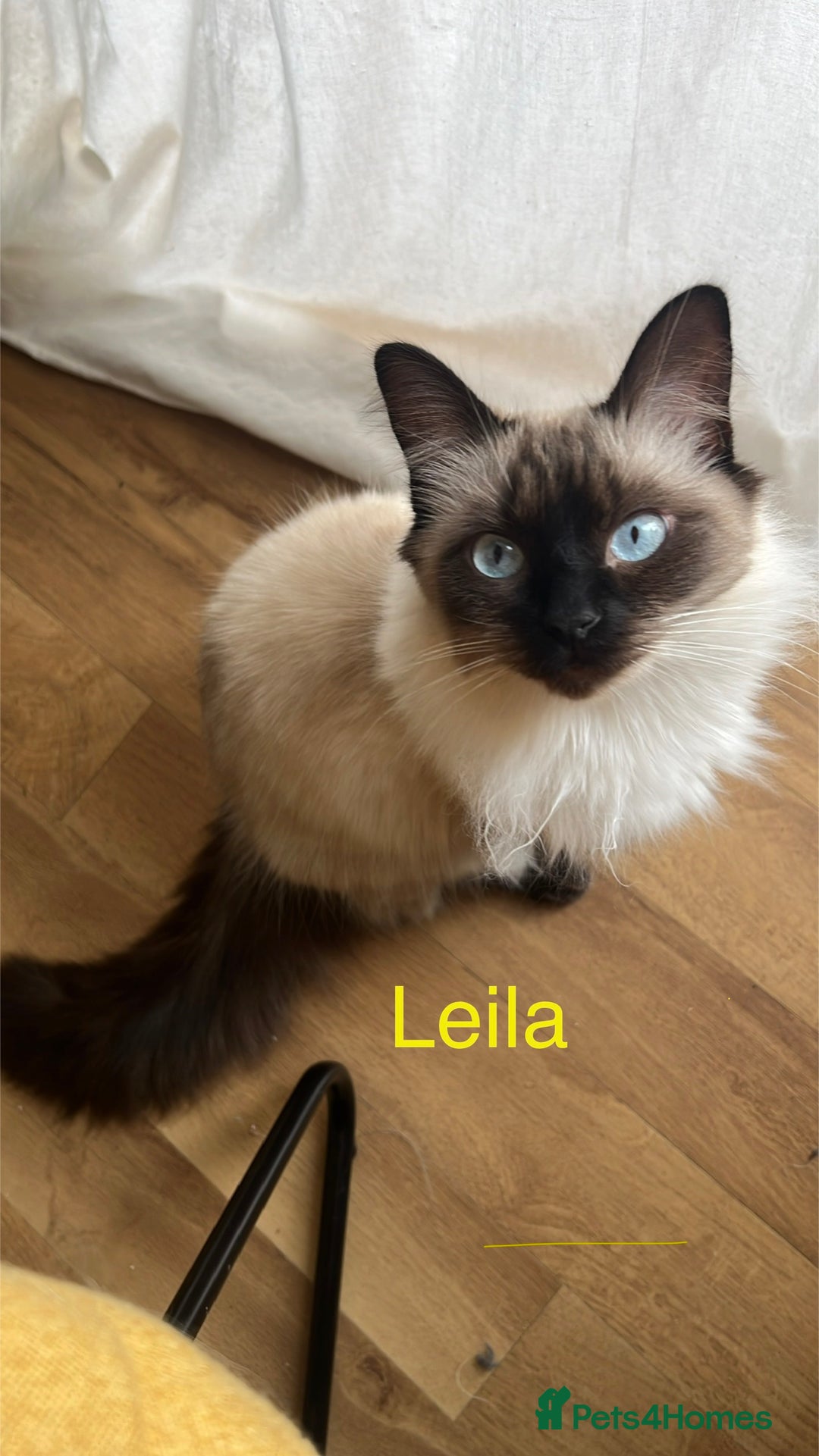 Ragdoll cats for sale:  Rehoming Ragdoll Cats. Indoor Homes Onlyz  - Image 3