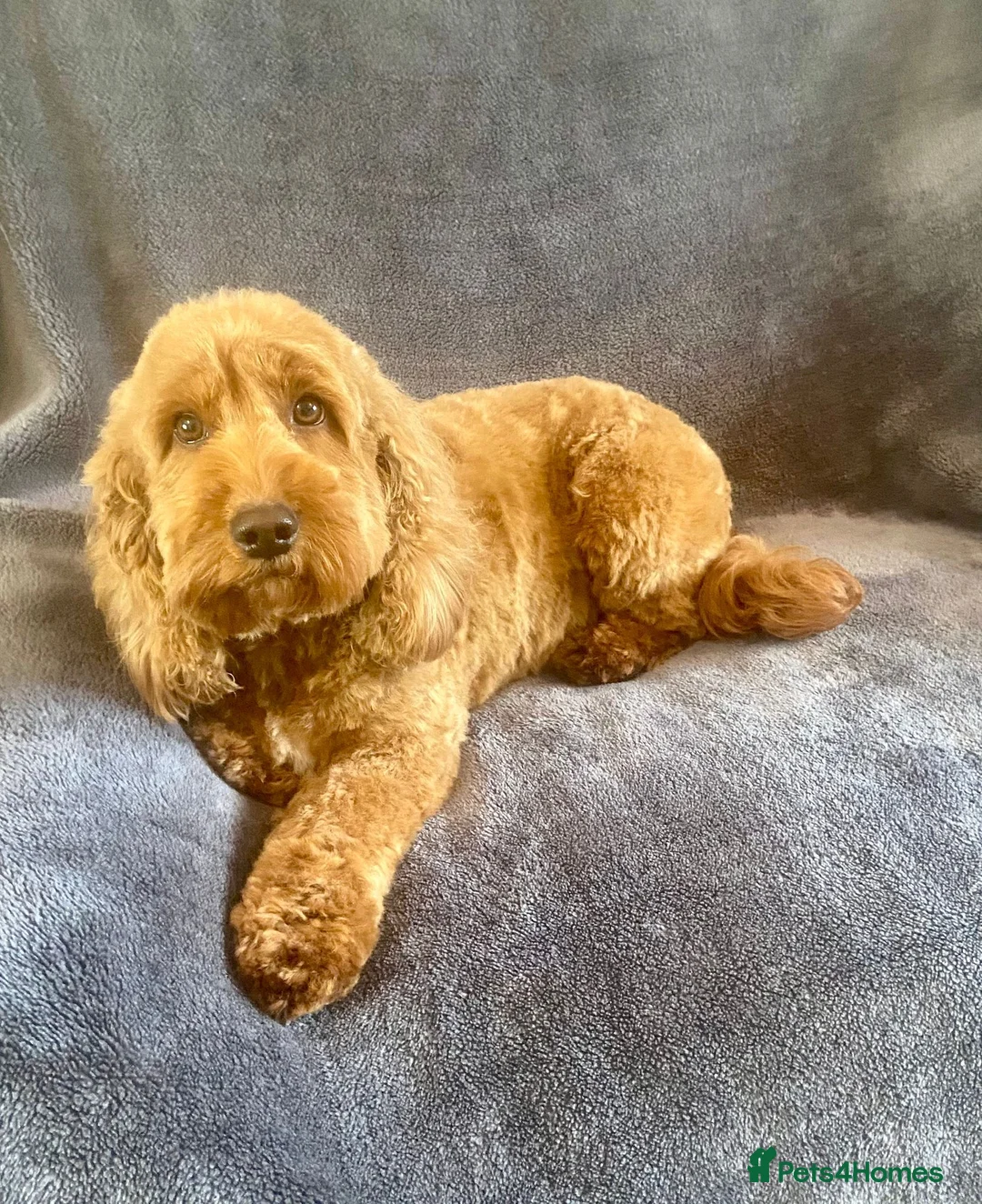 Cockapoo dogs for sale: Stunning cockapoo puppies - Advert 2