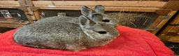 Lionhead rabbits for sale:  Netherland dwarf kits  in Hereford - Advert 2
