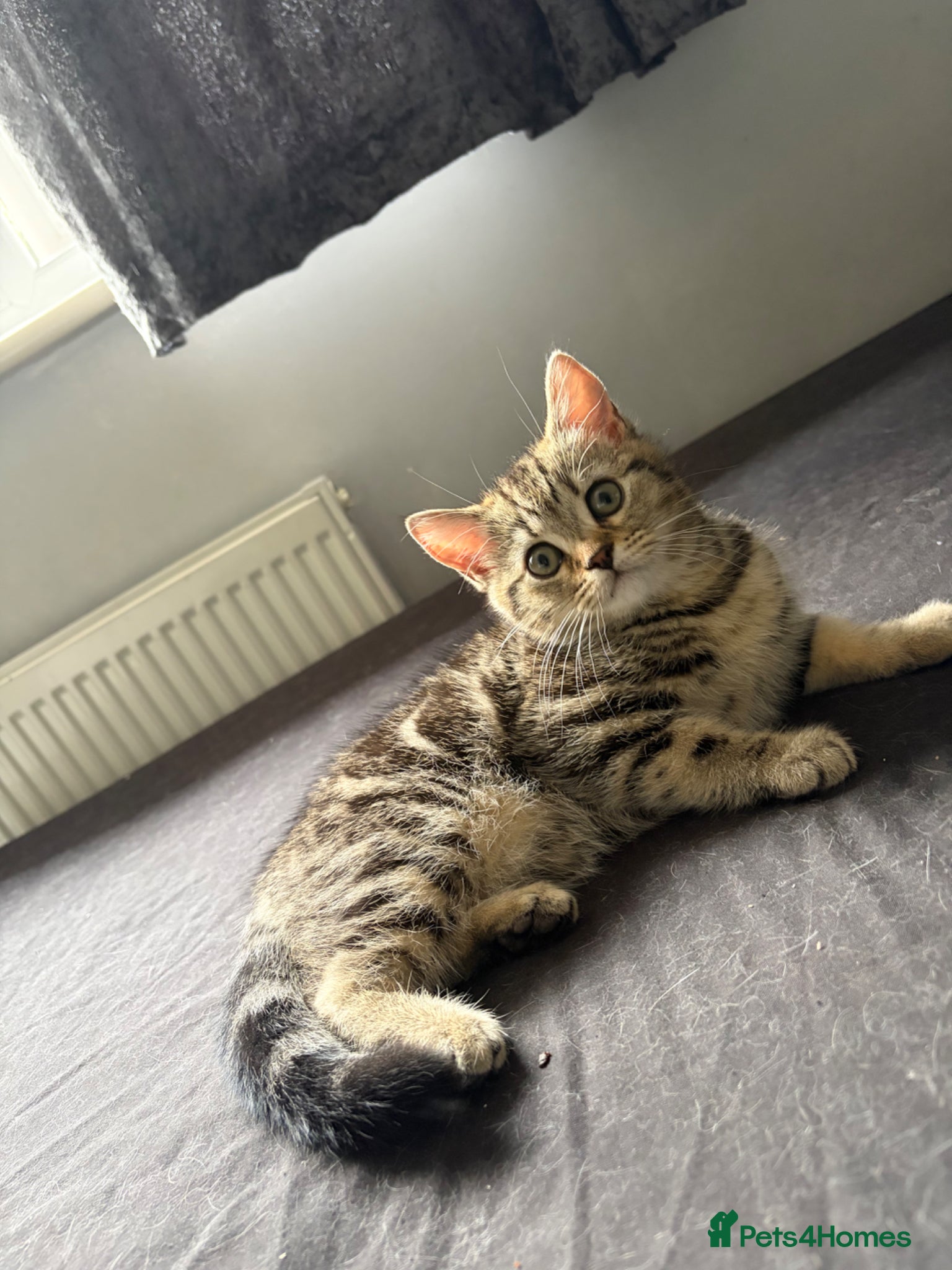 British Shorthair cats for sale: British short hairs  in Horsham - Advert 3