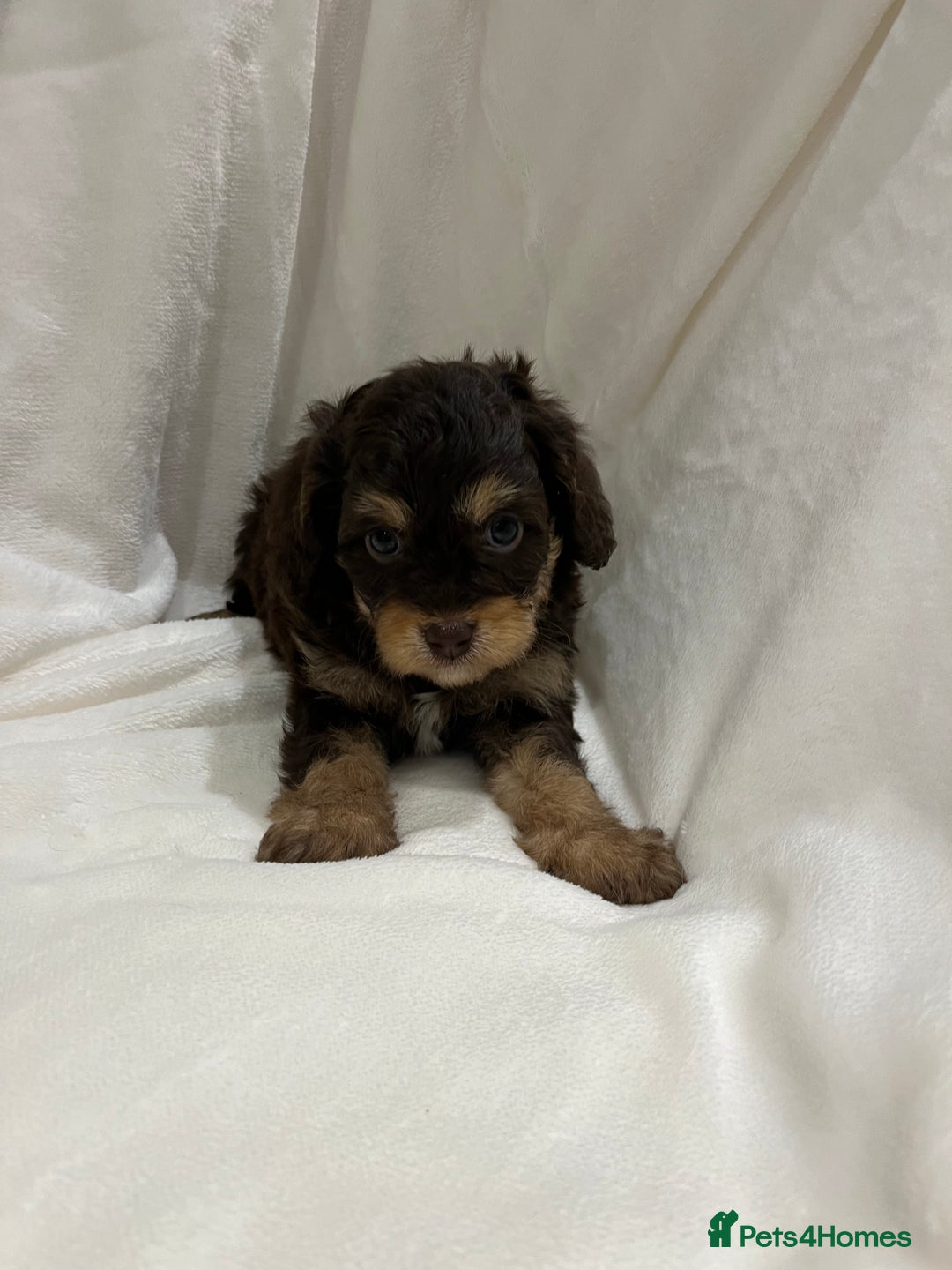 Cavapoo dogs for sale: Rare extensively health tested chocolate cavapoos - Advert 11