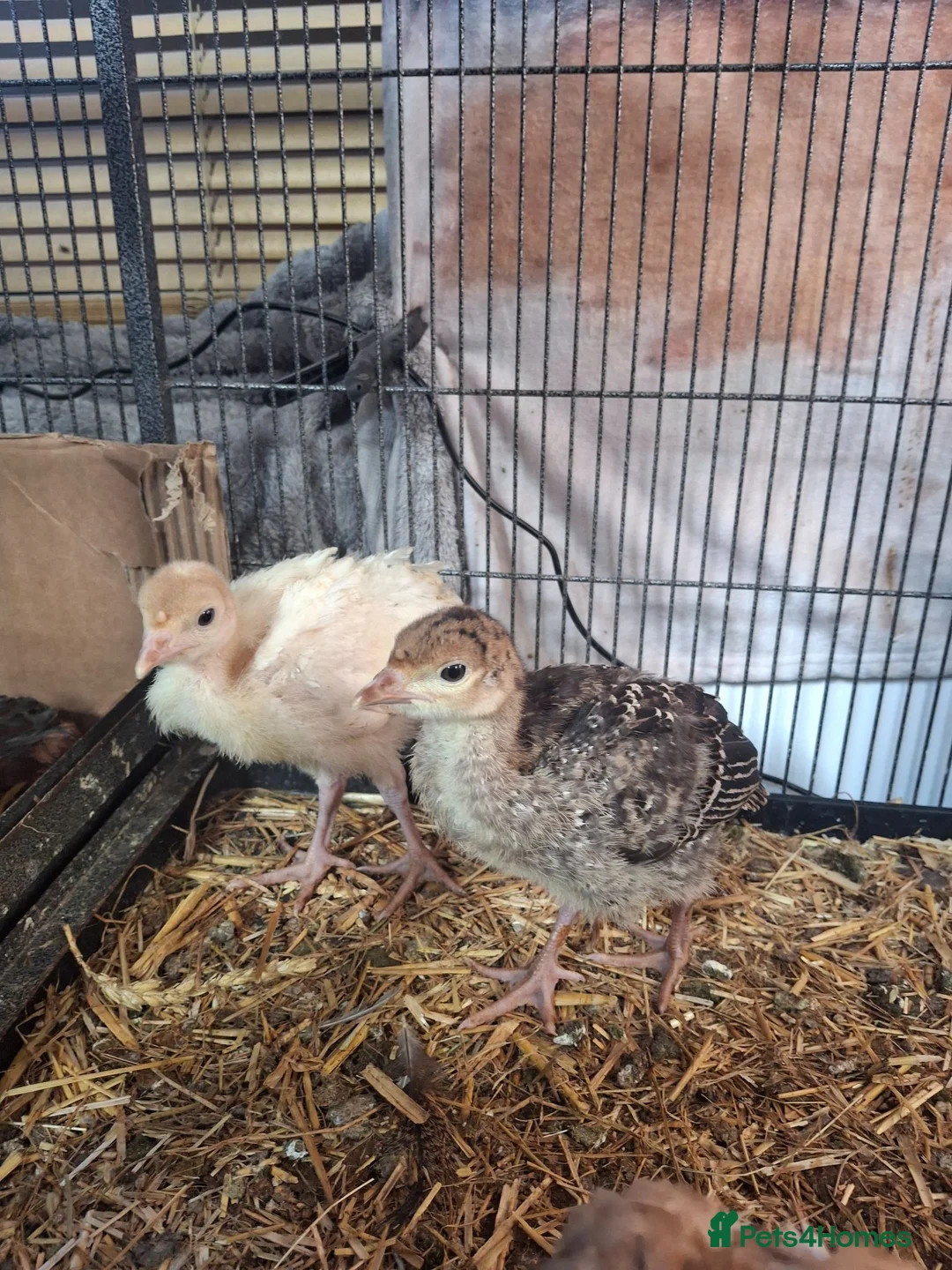 Turkeys poultry for sale: Turkey poults  in Llanymynech - Advert 1