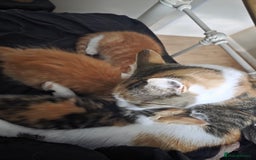 Exotic cats for sale: Stunning girl  - Image 5