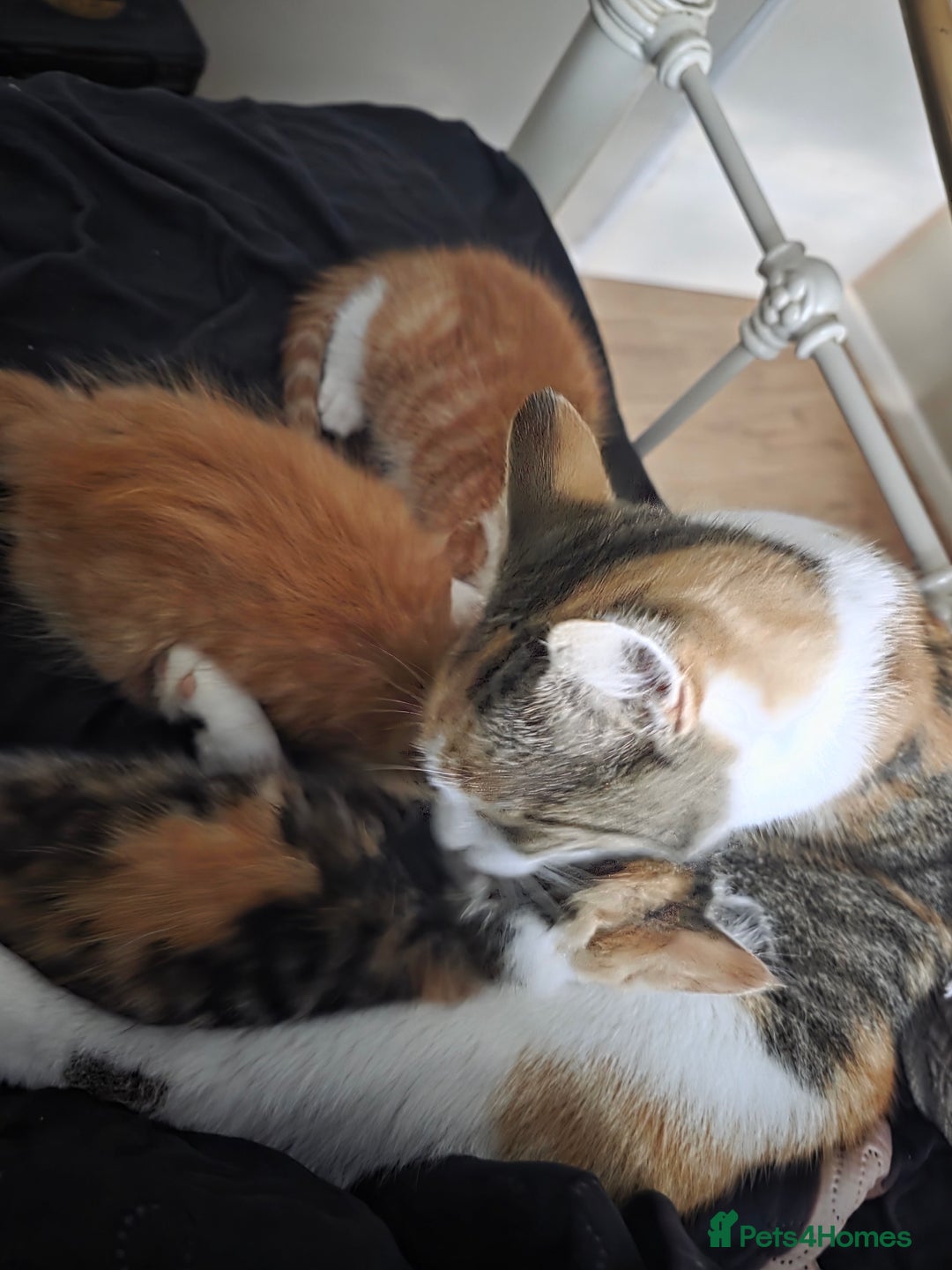 Exotic cats for sale: Stunning girl  - Image 5