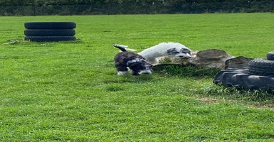 Mixed Breed dogs - Advert 7