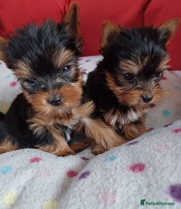 Yorkshire Terrier dogs  adoble 5 generation sertificate boy & girl  - Advert 17
