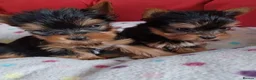 Yorkshire Terrier dogs for sale:   5 generation pedigree sertificate boy & girl  - Advert 1