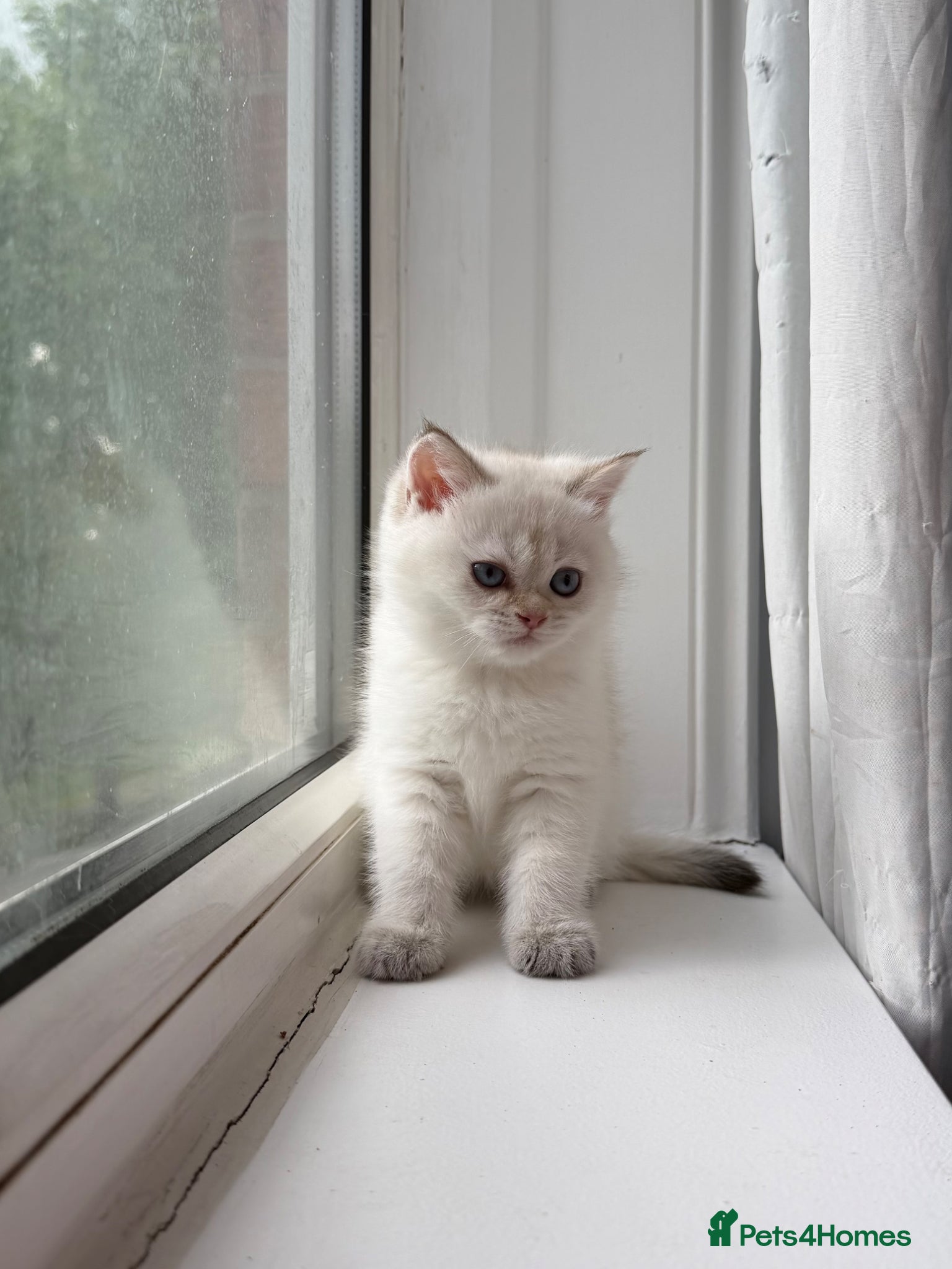 British Shorthair cats White Colourpoint Golden shaded kittens  - Advert 2