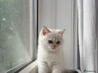 British Shorthair cats White Colourpoint Golden shaded kittens - Advert 6