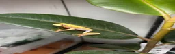 Frog reptiles for sale: Red eye tree frogs for sale in Plymouth - Advert 2