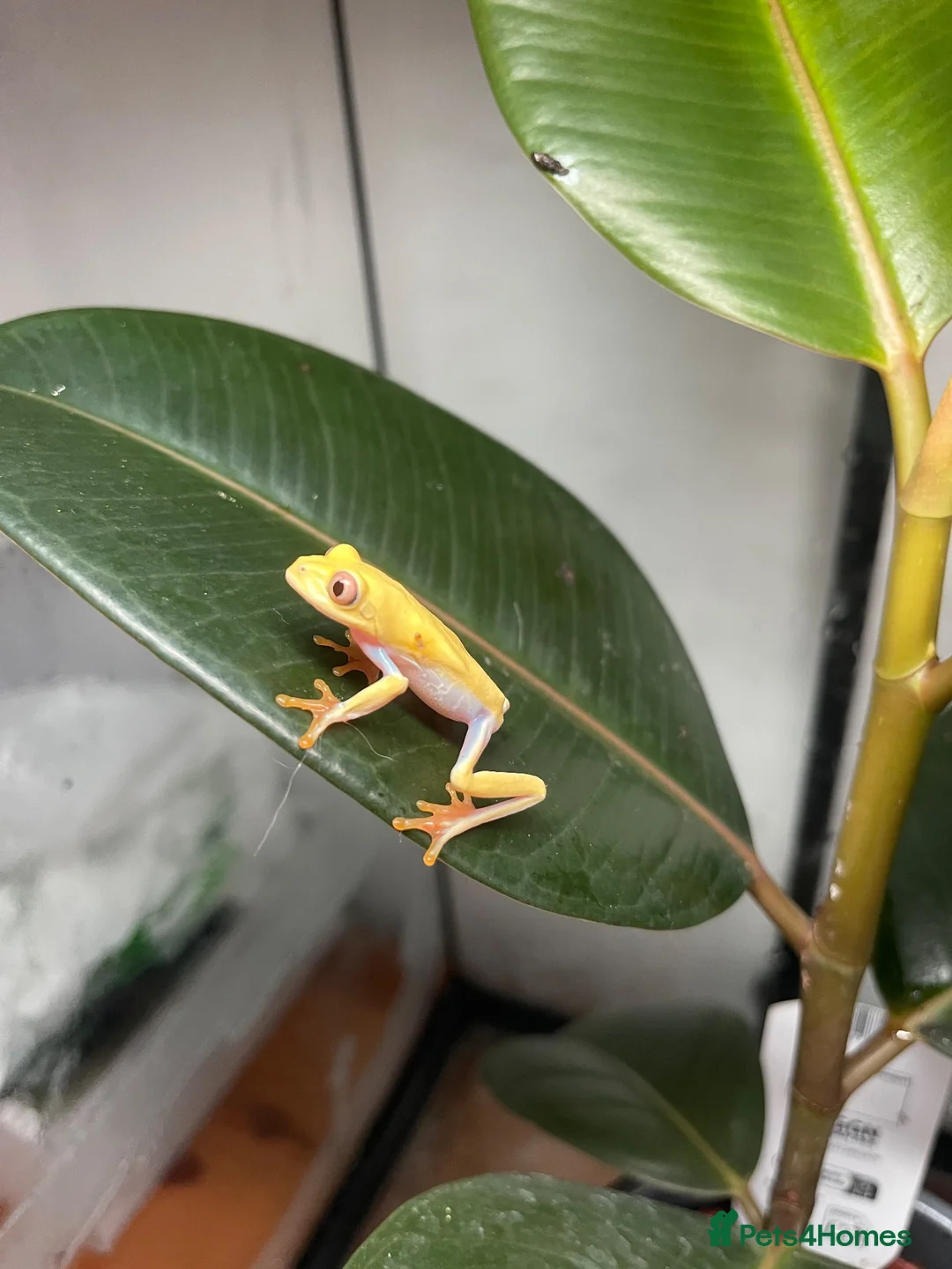 Frog reptiles for sale: Red eye tree frogs for sale in Plymouth - Advert 2