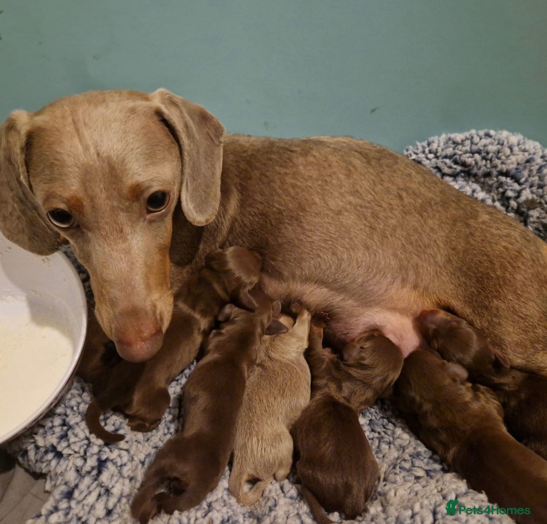 Miniature Dachshund dogs for stud: Stud PROVEN miniatures dachshund  - Advert 4