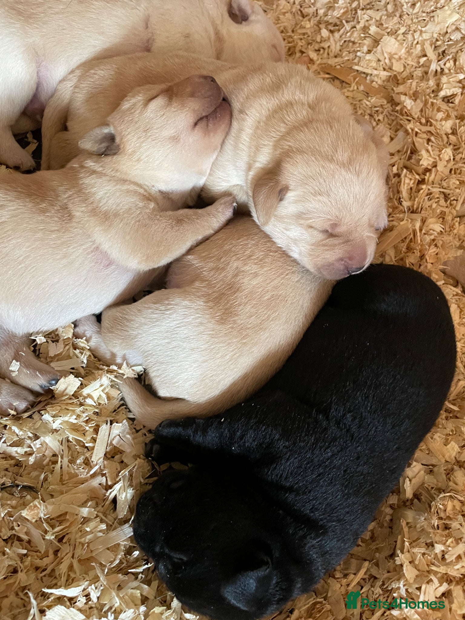 Labrador Retriever dogs Adorable, chunky White ! & black Labrador puppies  - Advert 16