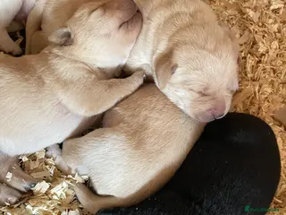 Labrador Retriever dogs Adorable, chunky White ! & black Labrador puppies - Advert 4