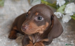 Miniature Dachshund dogs for sale: KC Smooth Coat Miniature Dachshund Puppies - Image 7