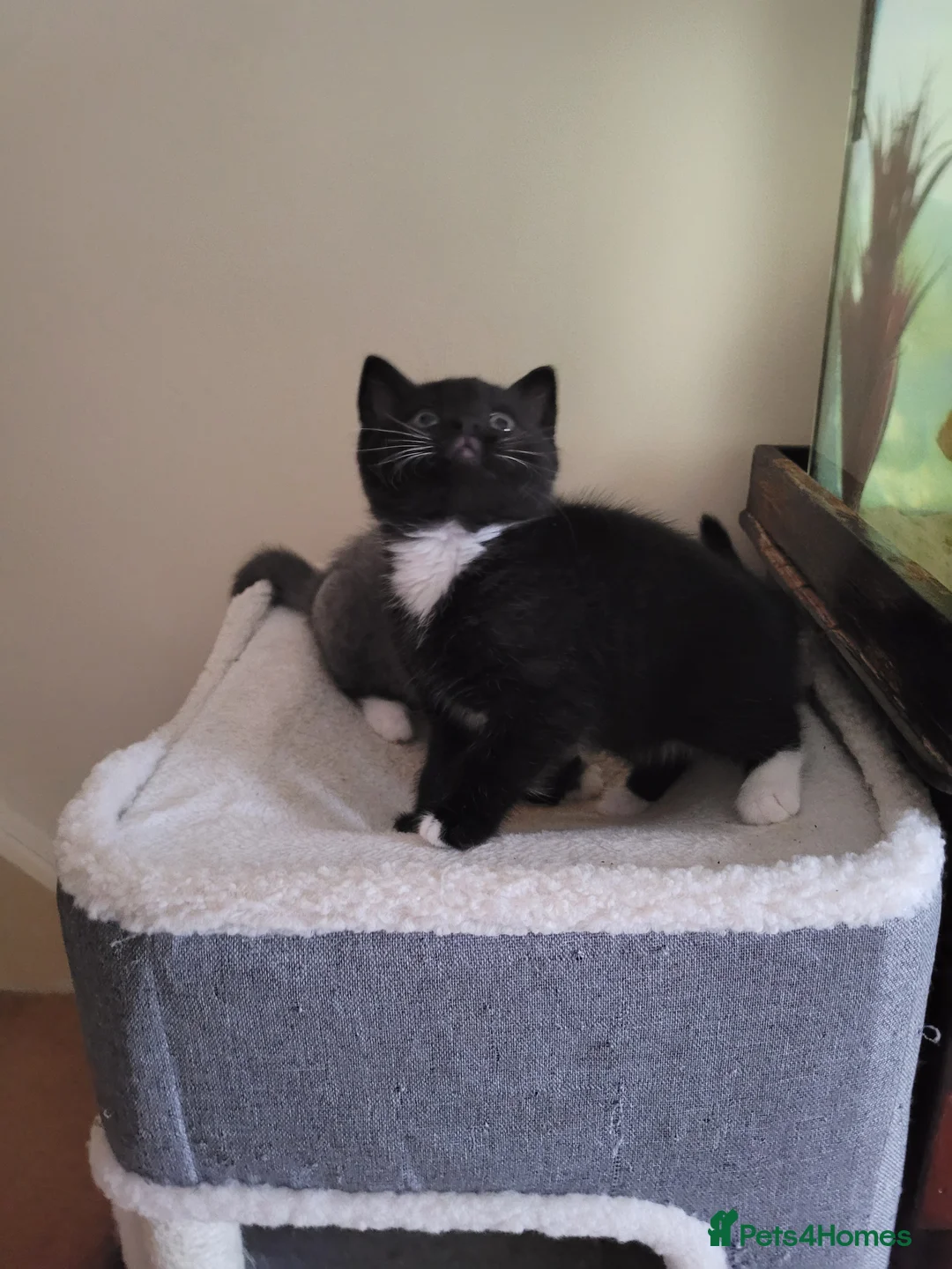 British Shorthair cats for sale: British Shorthair Mixed Litter - Advert 9