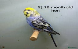 Budgerigars birds for sale: Baby budgies ready now  - Image 2
