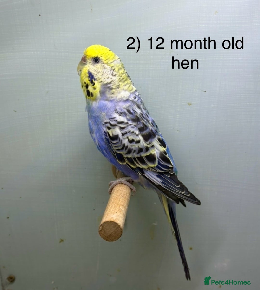 Budgerigars birds for sale: Baby budgies ready now  - Image 2