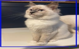 Ragdoll cats for sale: 🐾💕Last remaining ragdolls 💕🐾 in Hitchin - Image 16